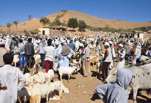 Animal market in Eritrea