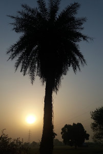 A tree in India - Photo: Unsplash / Ganesh Pandey